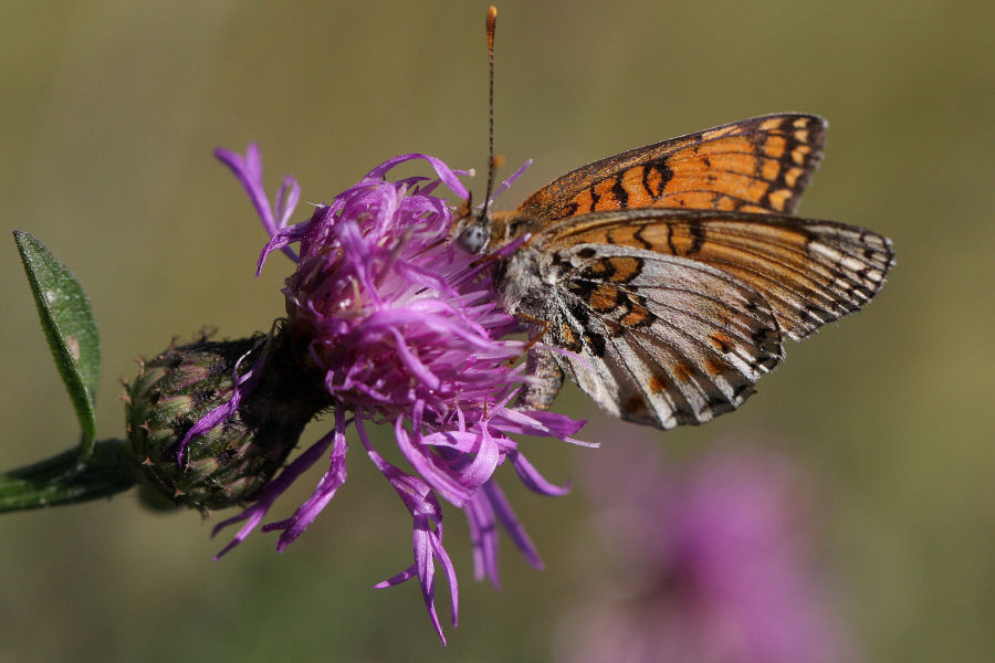 Quali Melitaea?